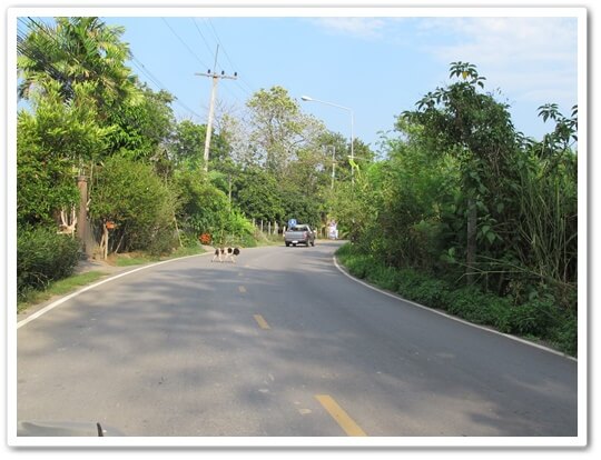 8rai Namprae roadside Obkhan,chiangmai.